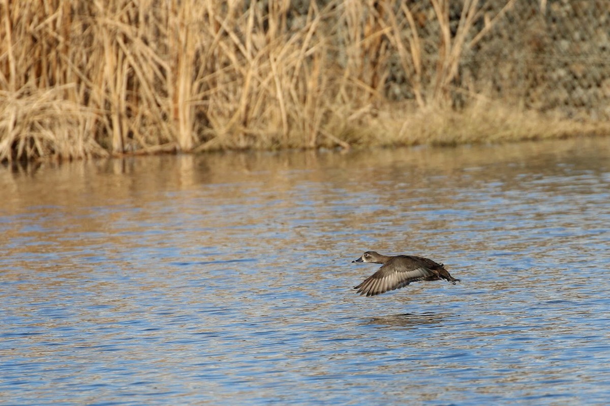 Ring-necked Duck - ML150507071