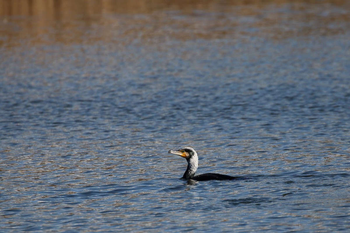 Great Cormorant - ML150507081