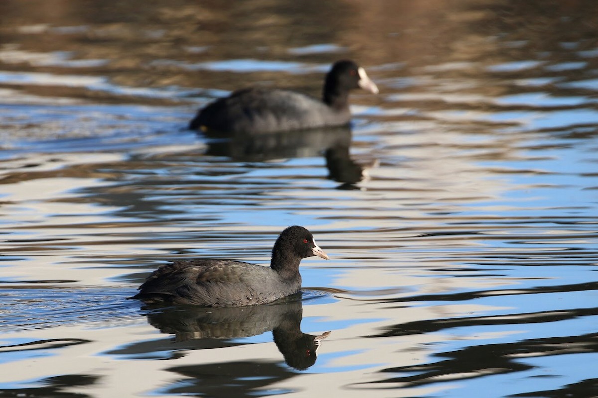 Eurasian Coot - ML150507091