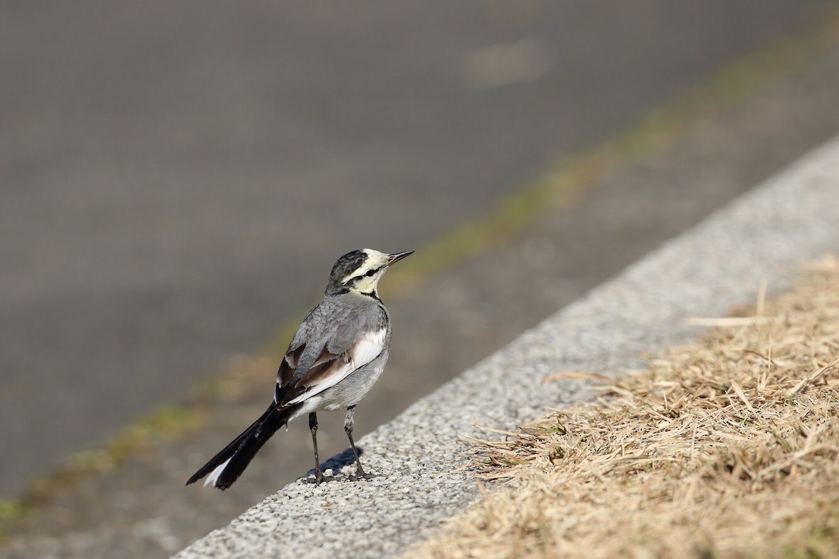 White Wagtail - Atsushi Shimazaki