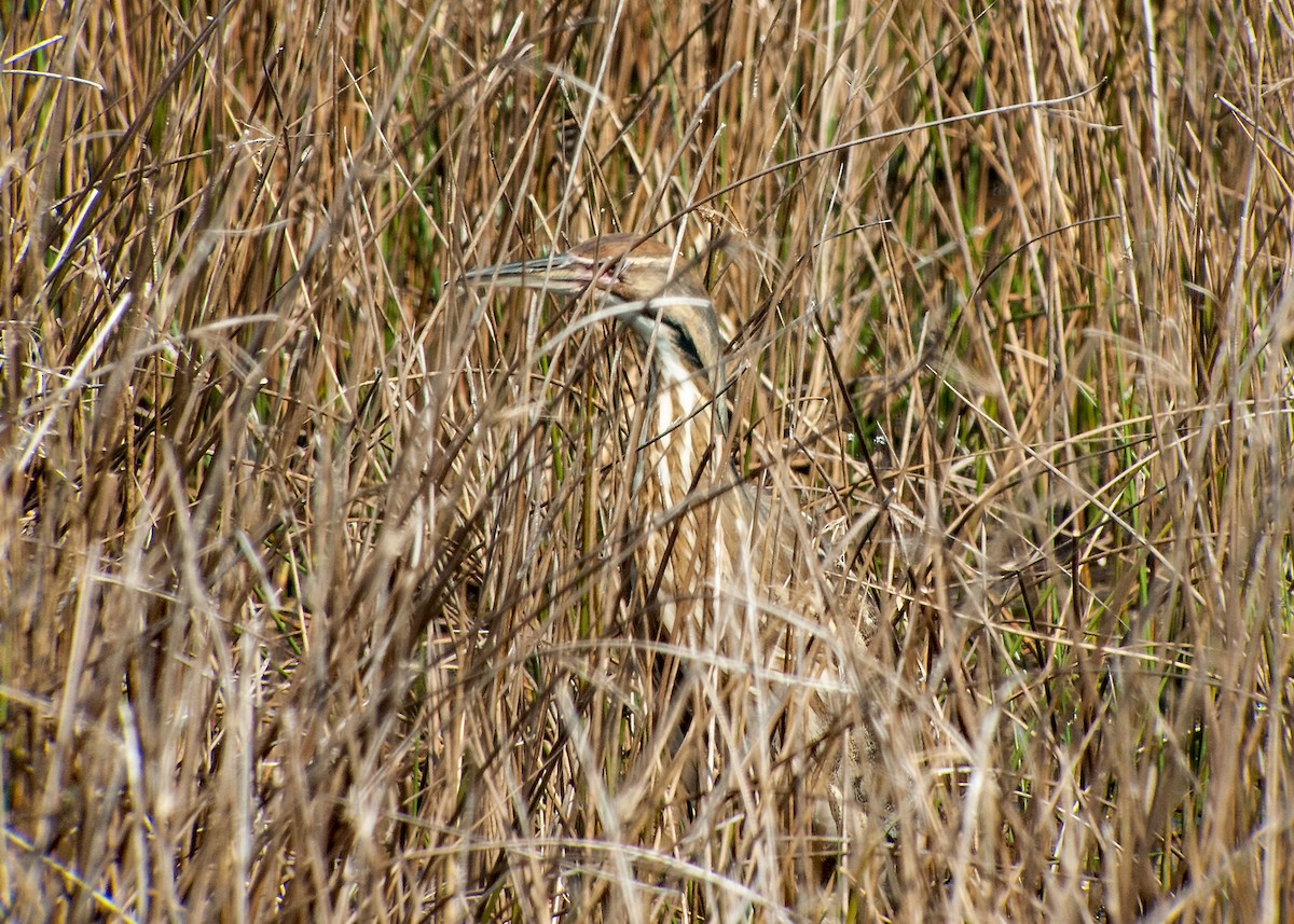 American Bittern - Donald Casavecchia