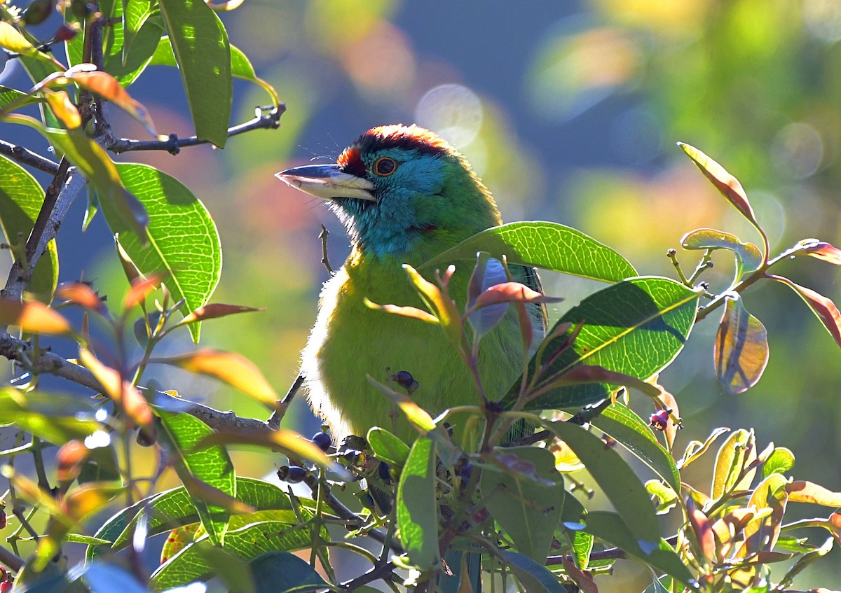 Mavi Boğazlı Barbet - ML150512271