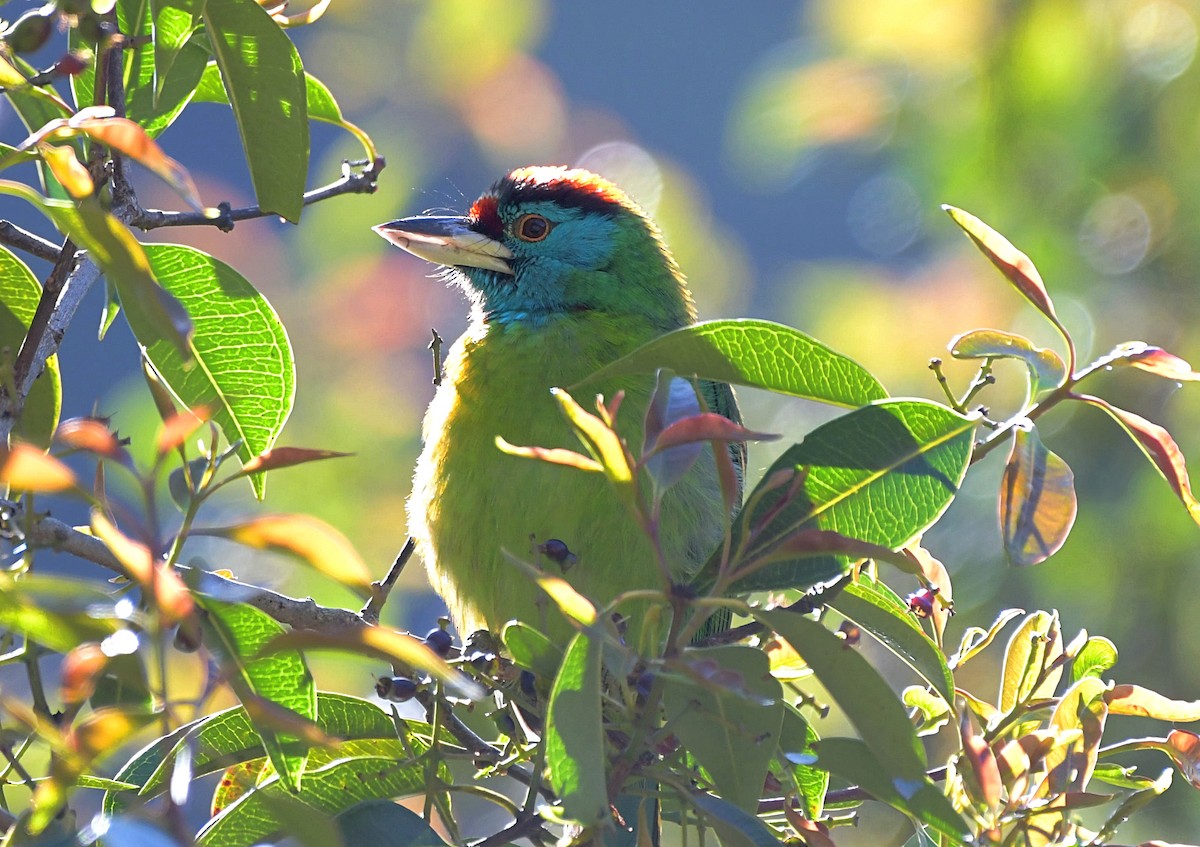 Mavi Boğazlı Barbet - ML150512281