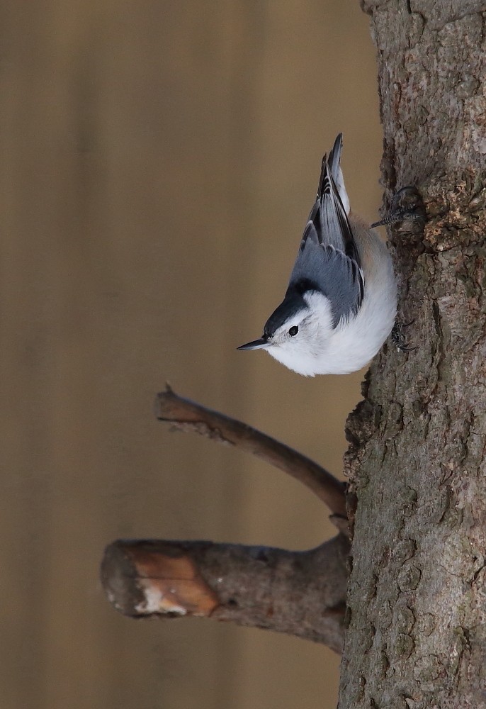 White-breasted Nuthatch - ML150513071