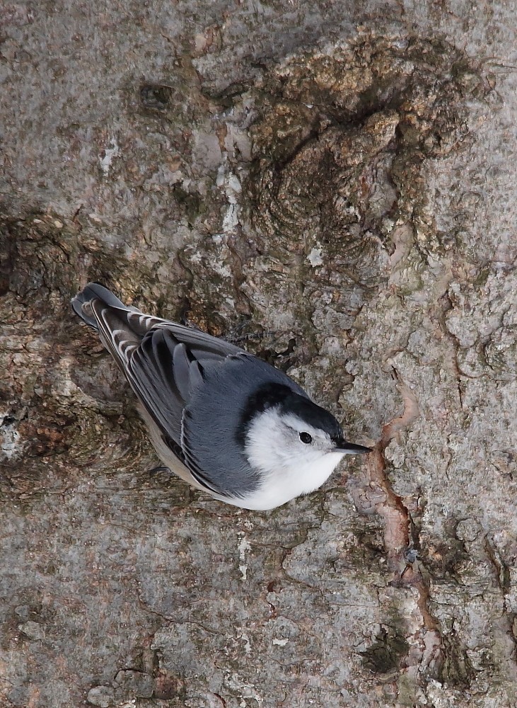 White-breasted Nuthatch - ML150513101