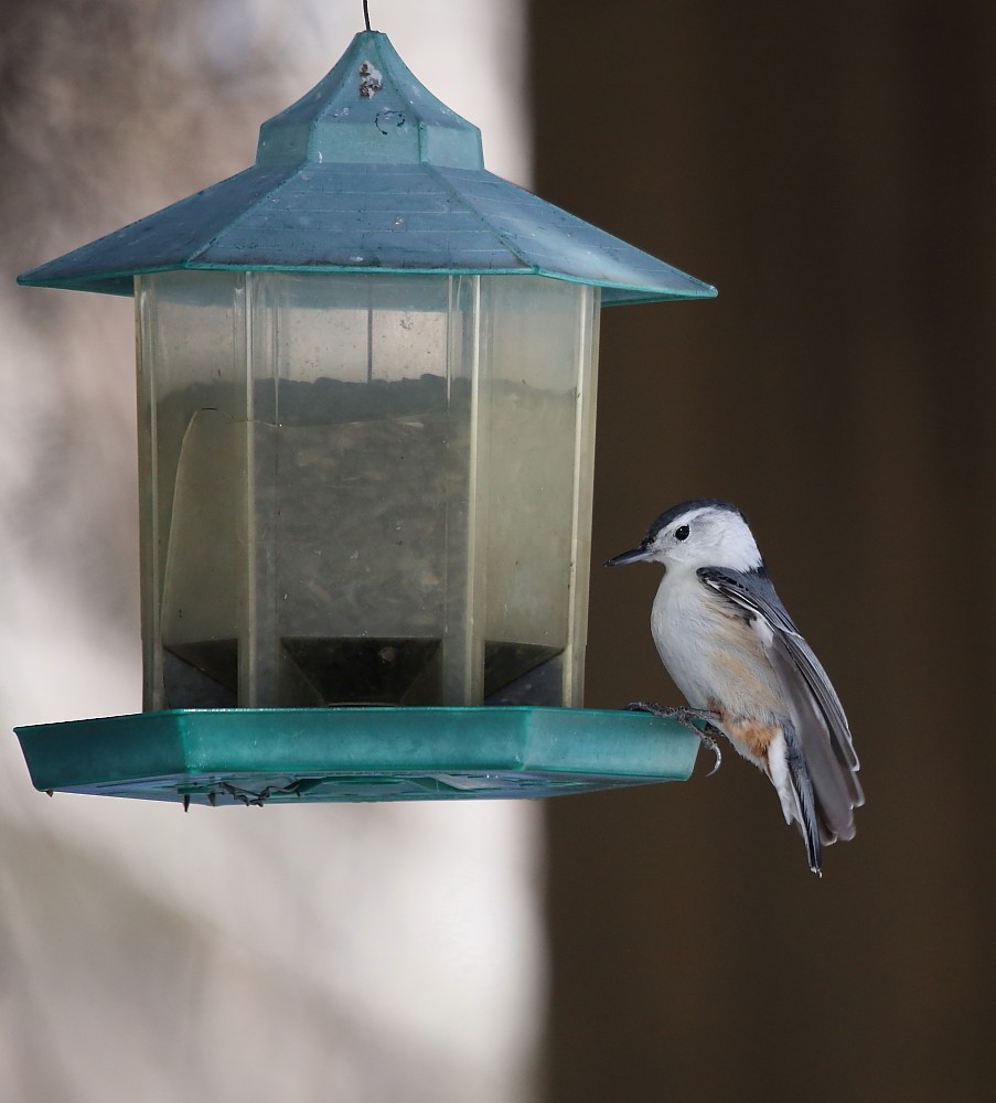 White-breasted Nuthatch - ML150513131