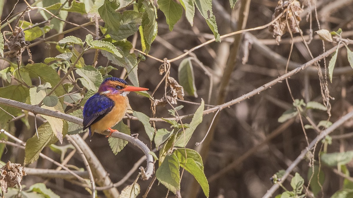 African Pygmy Kingfisher - ML150514581