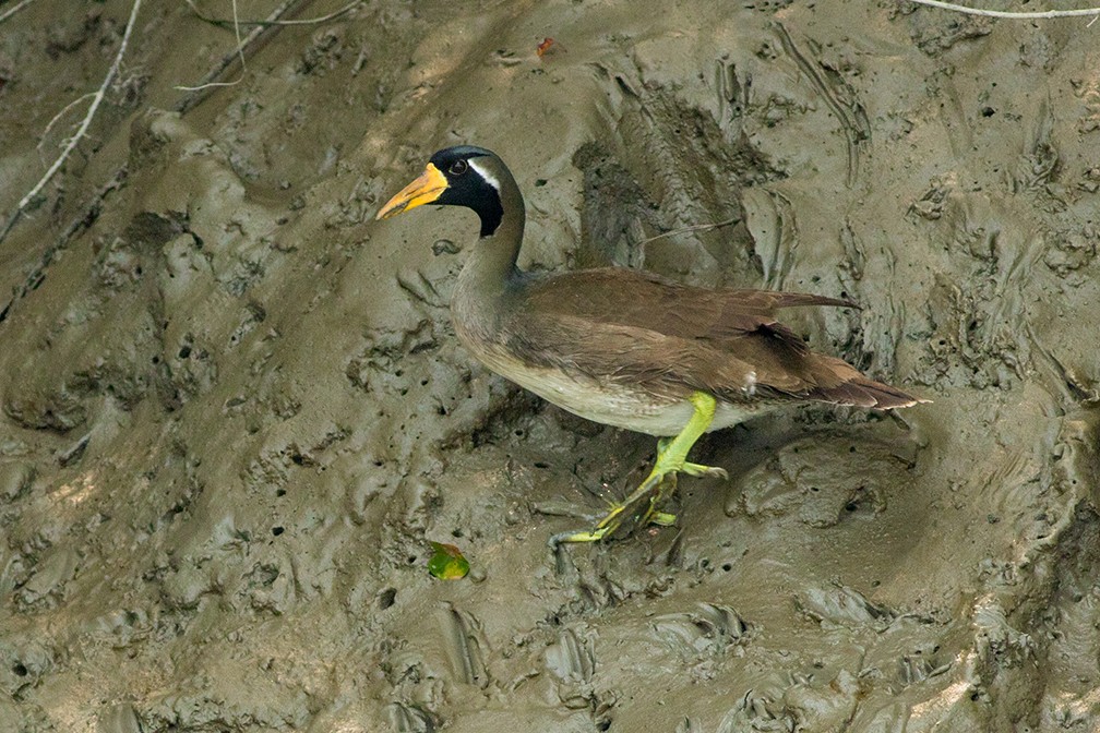 Masked Finfoot - Foridi Numan