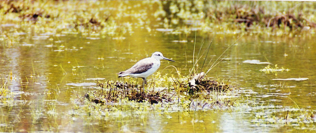 Common Greenshank - ML150514691