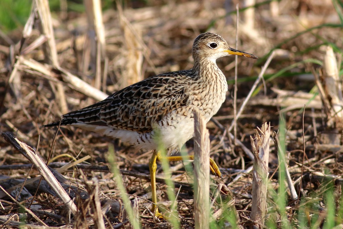 Upland Sandpiper - Ronald Newhouse