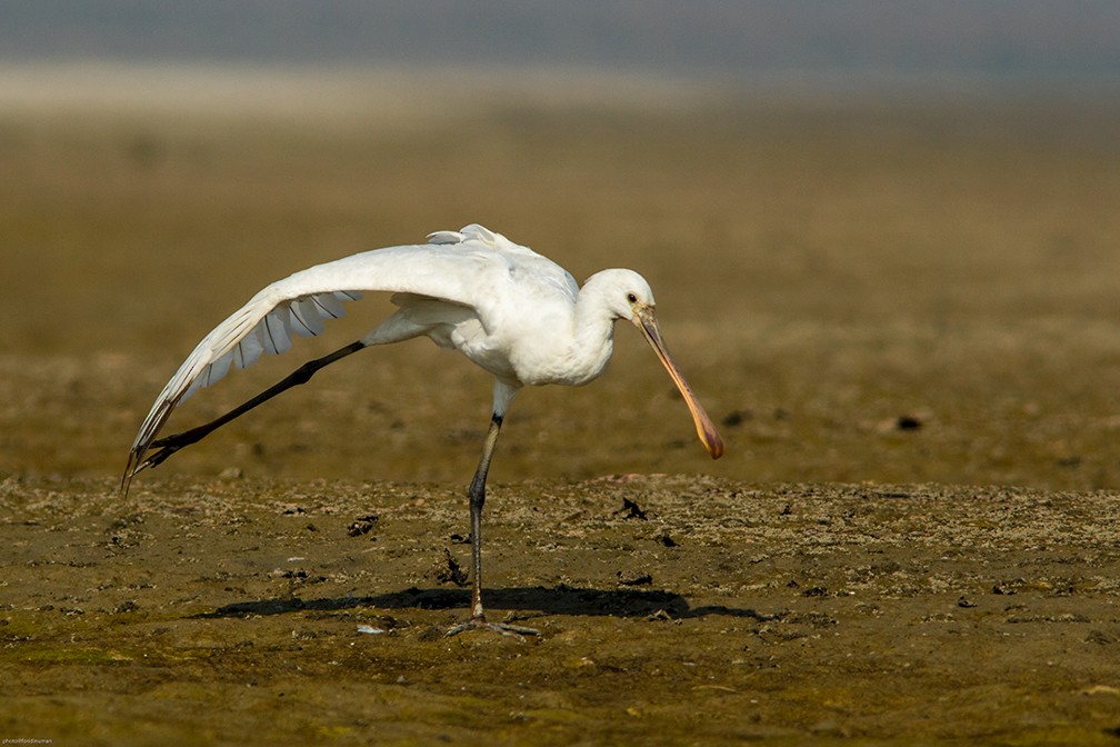 kolpík bílý - ML150515721