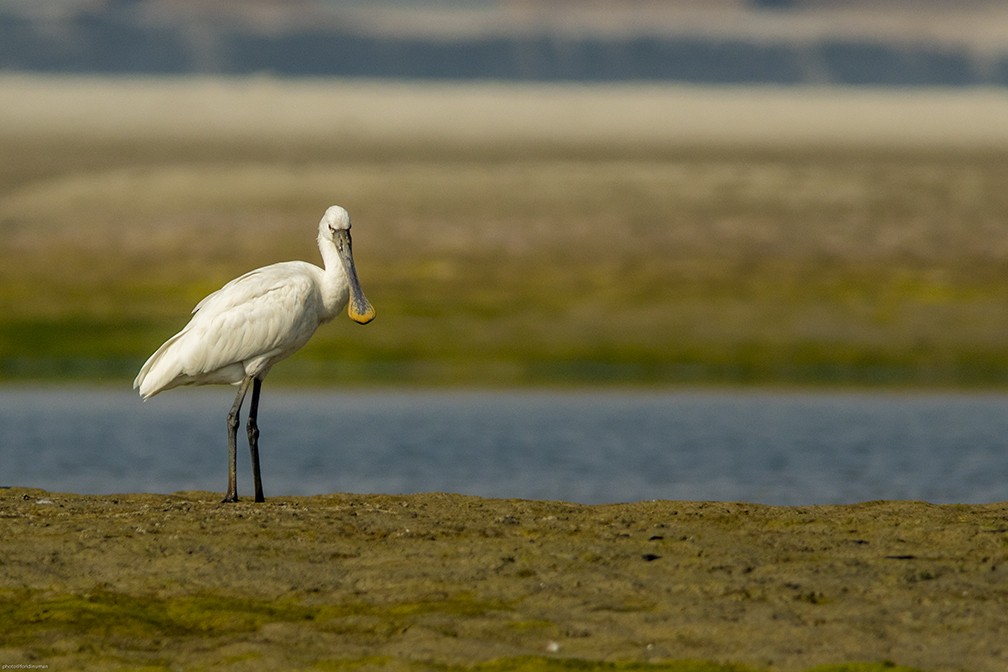 kolpík bílý - ML150515731