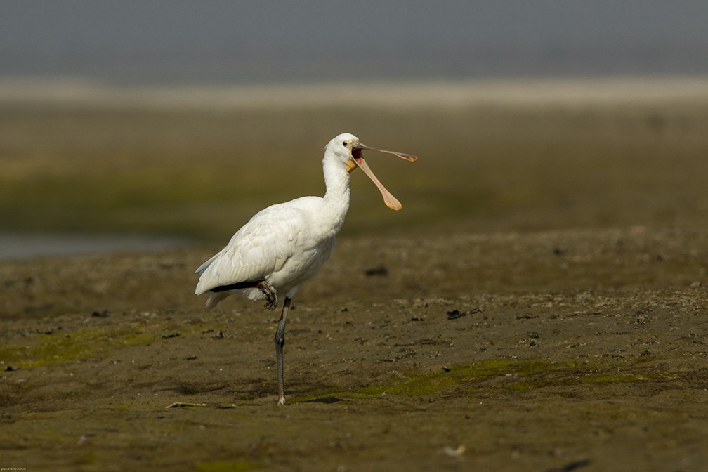 kolpík bílý - ML150515741