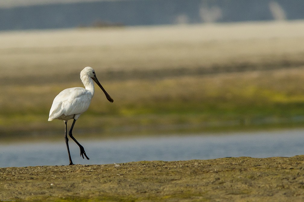 kolpík bílý - ML150515751