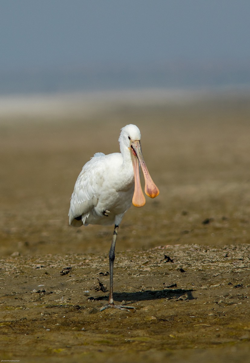 kolpík bílý - ML150515761