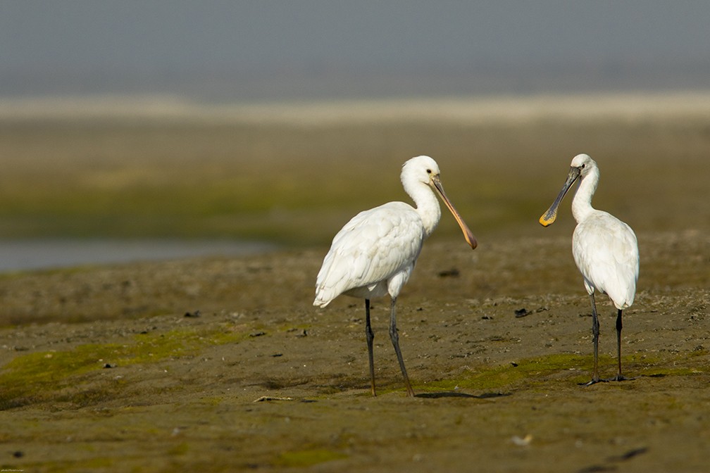 kolpík bílý - ML150515771