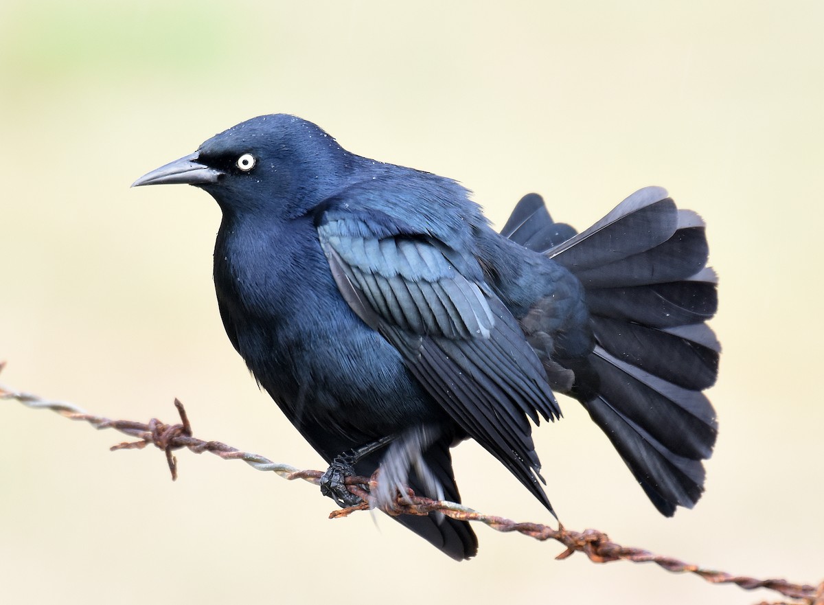 Greater Antillean Grackle - ML150515931