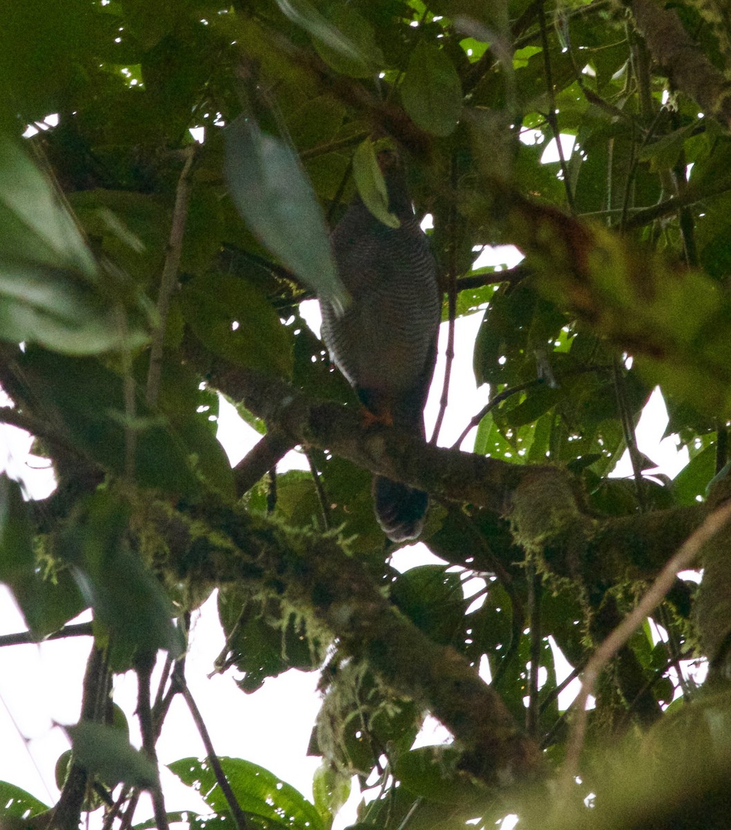 Barred Forest-Falcon - ML150516311