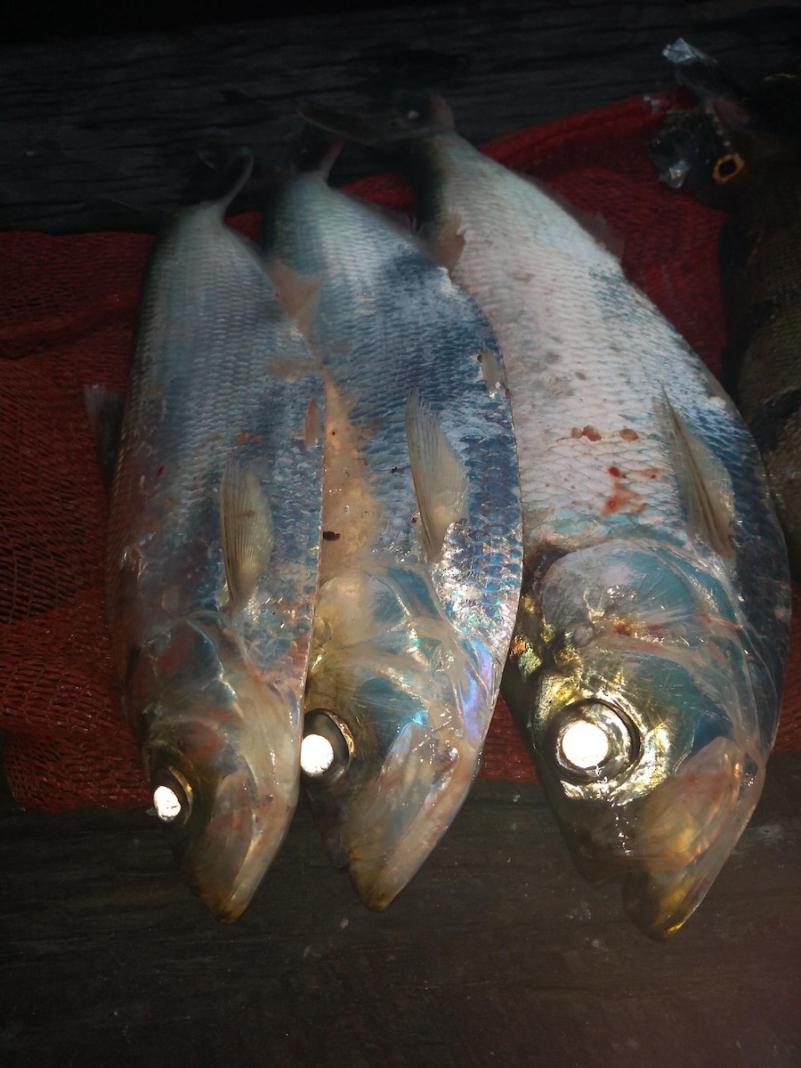 ML150516421 - Fish sp. - Macaulay Library