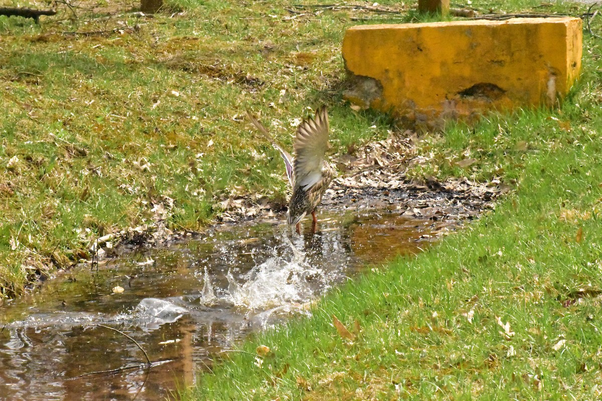 Canard colvert - ML150516811