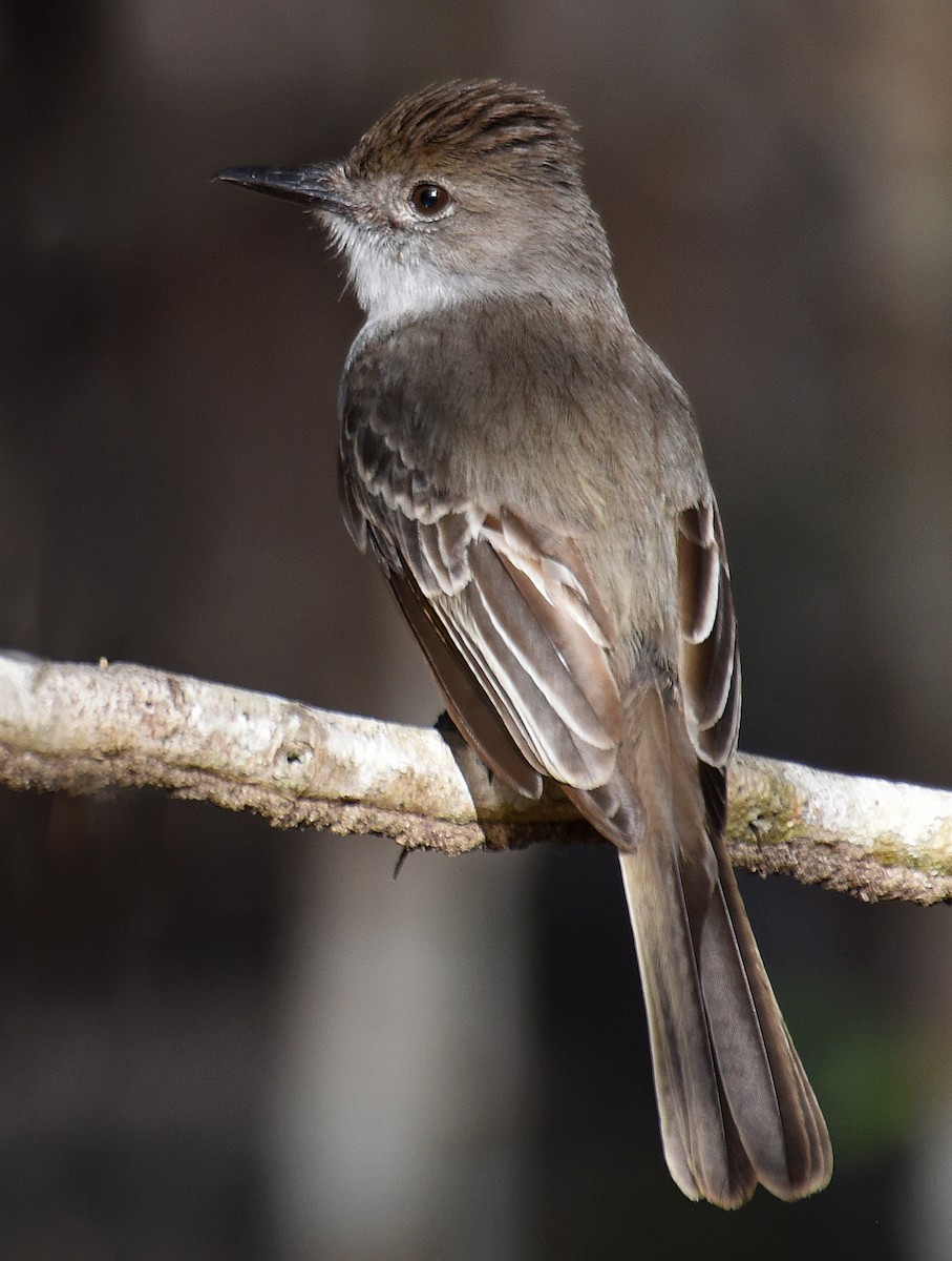 La Sagra's Flycatcher - Steven Mlodinow