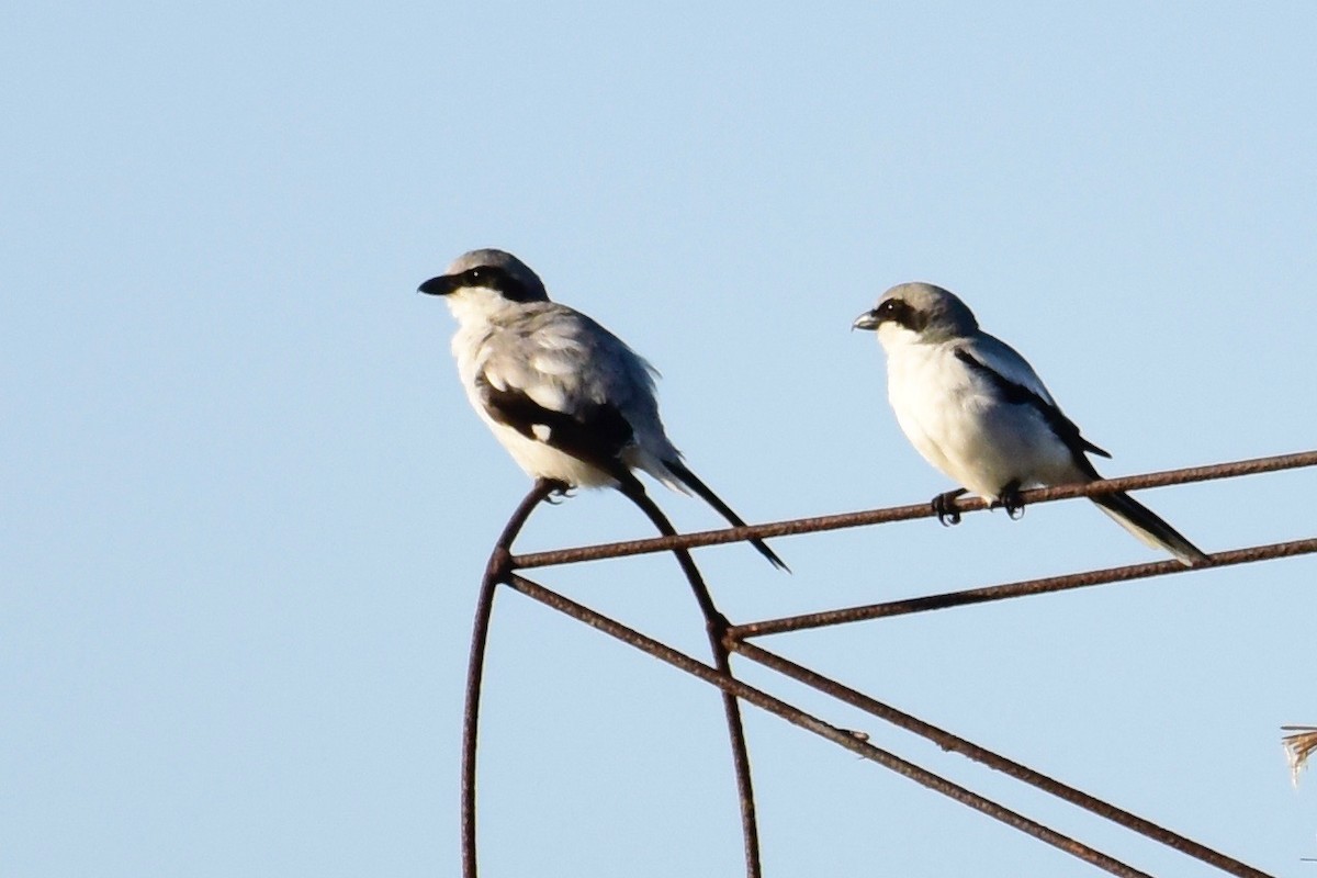 Loggerhead Shrike - Dalton Smart