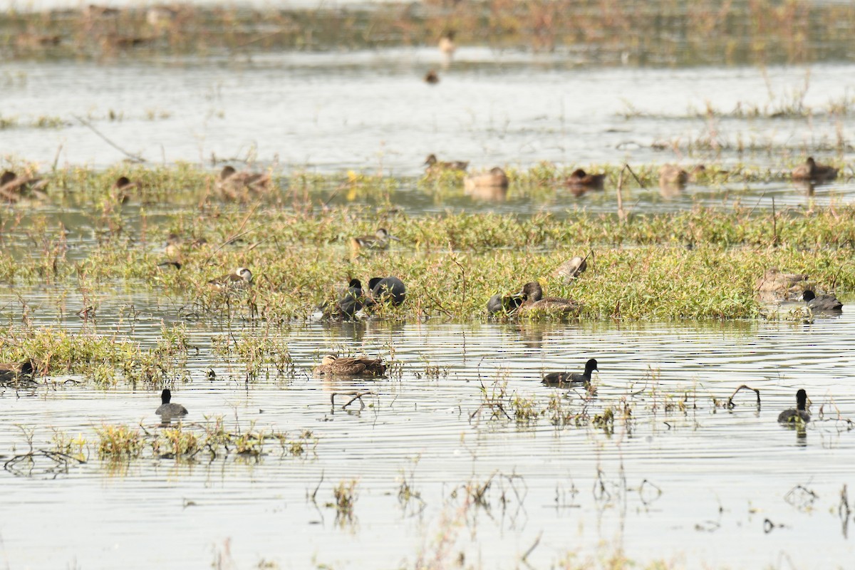 Freckled Duck - ML150518801