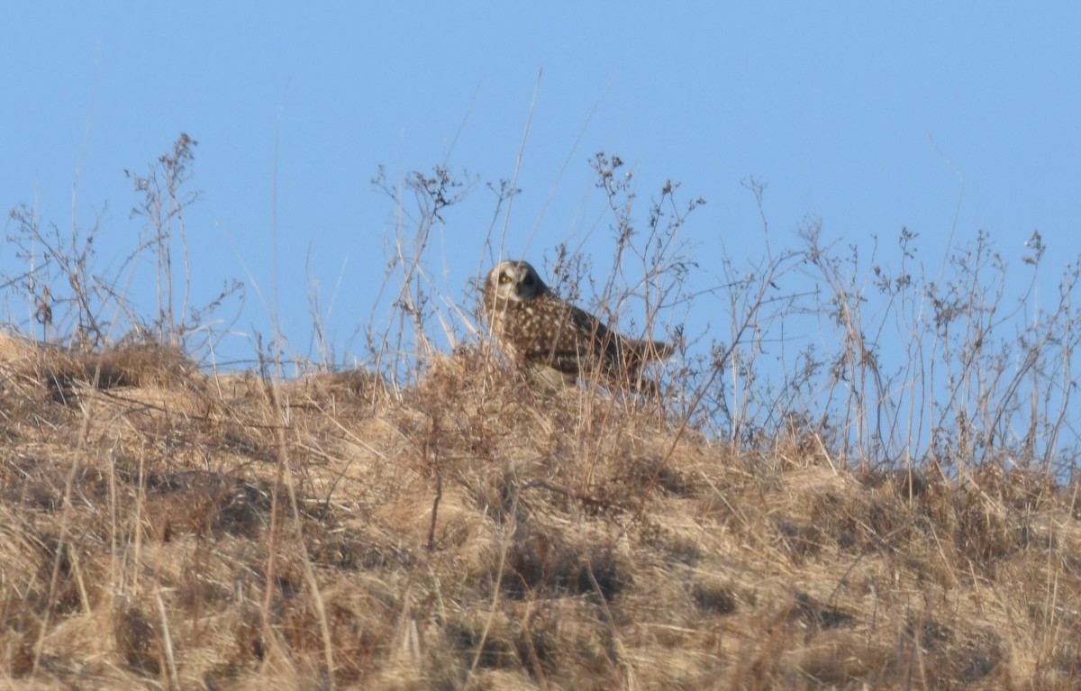 Short-eared Owl - Angela Granchelli