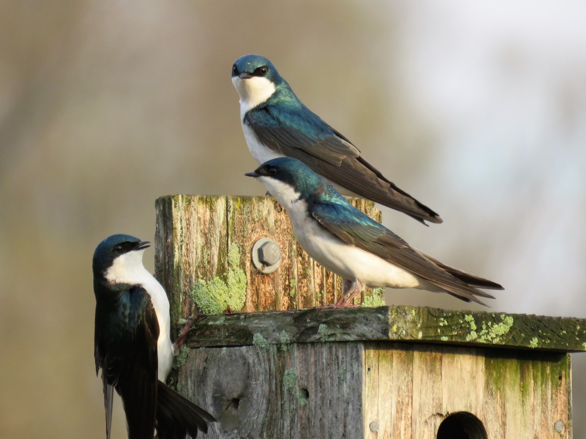 Tree Swallow - Pete Fenner