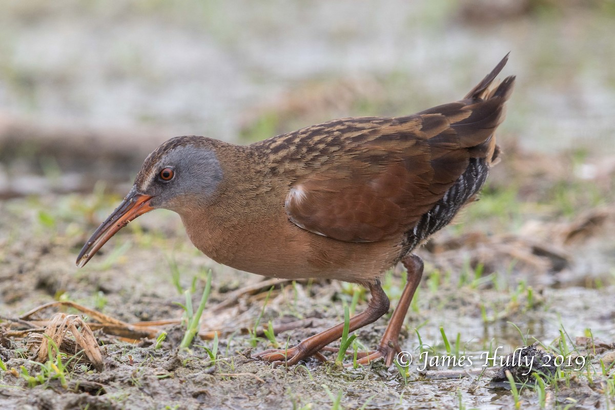 Virginia Rail - Jim Hully