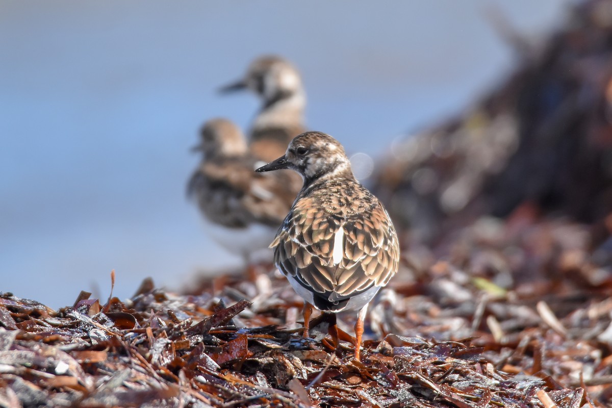 Ruddy Turnstone - ML150522641