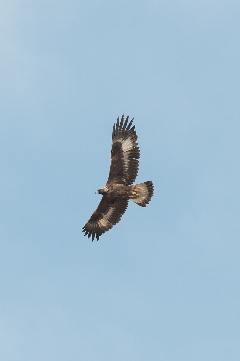 Golden Eagle - ML150523411