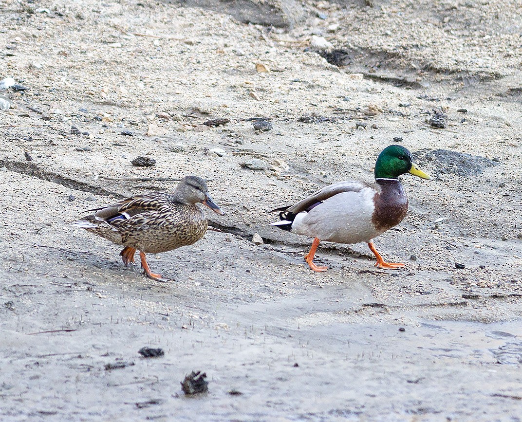 Mallard - ML150523851