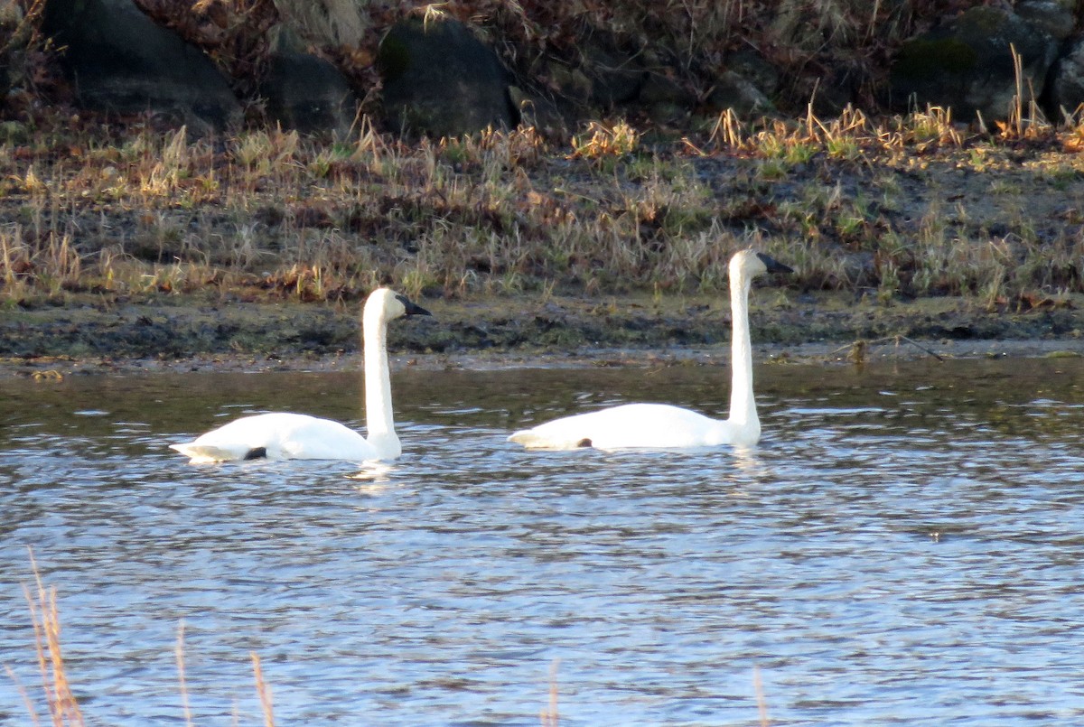Trumpeter Swan - ML150525151