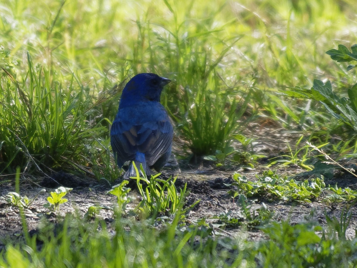 Indigo Bunting - ML150525601