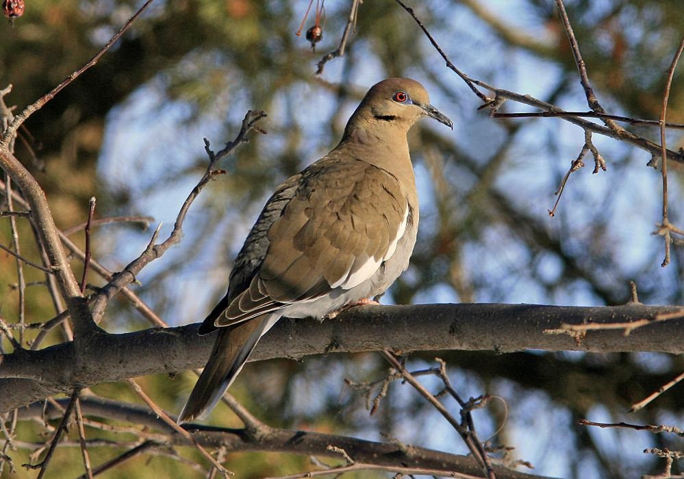 White-winged Dove - ML150526361