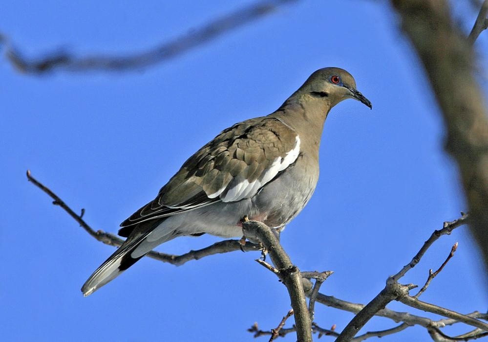 White-winged Dove - ML150526381