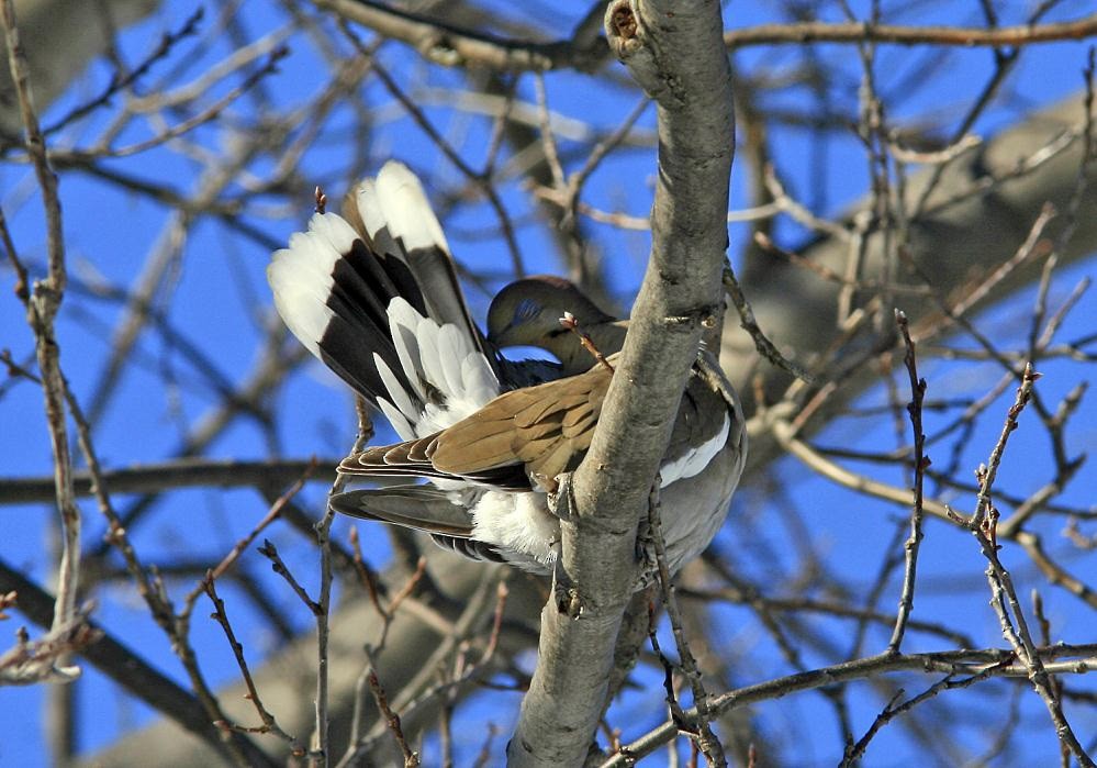 White-winged Dove - ML150526391