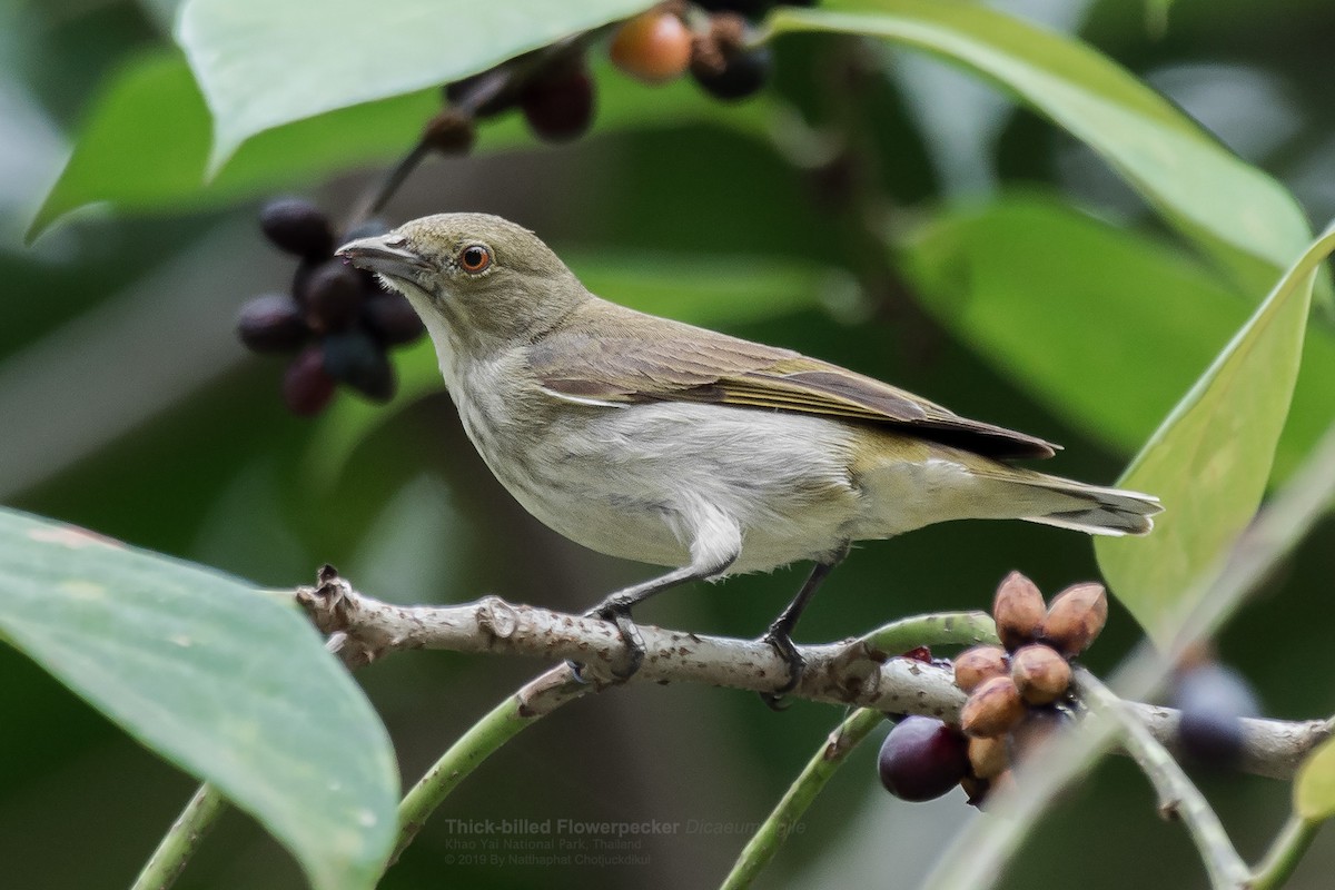 Thick-billed Flowerpecker (obsoleta Group) - Natthaphat Chotjuckdikul