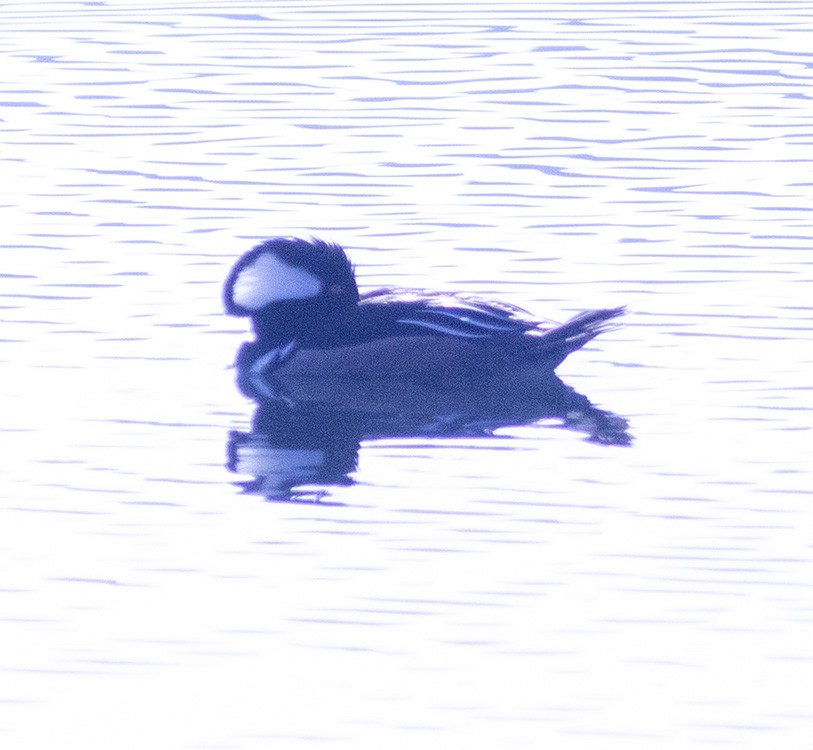 Hooded Merganser - ML150527111