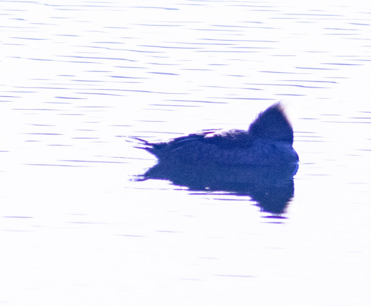 Hooded Merganser - ML150527121