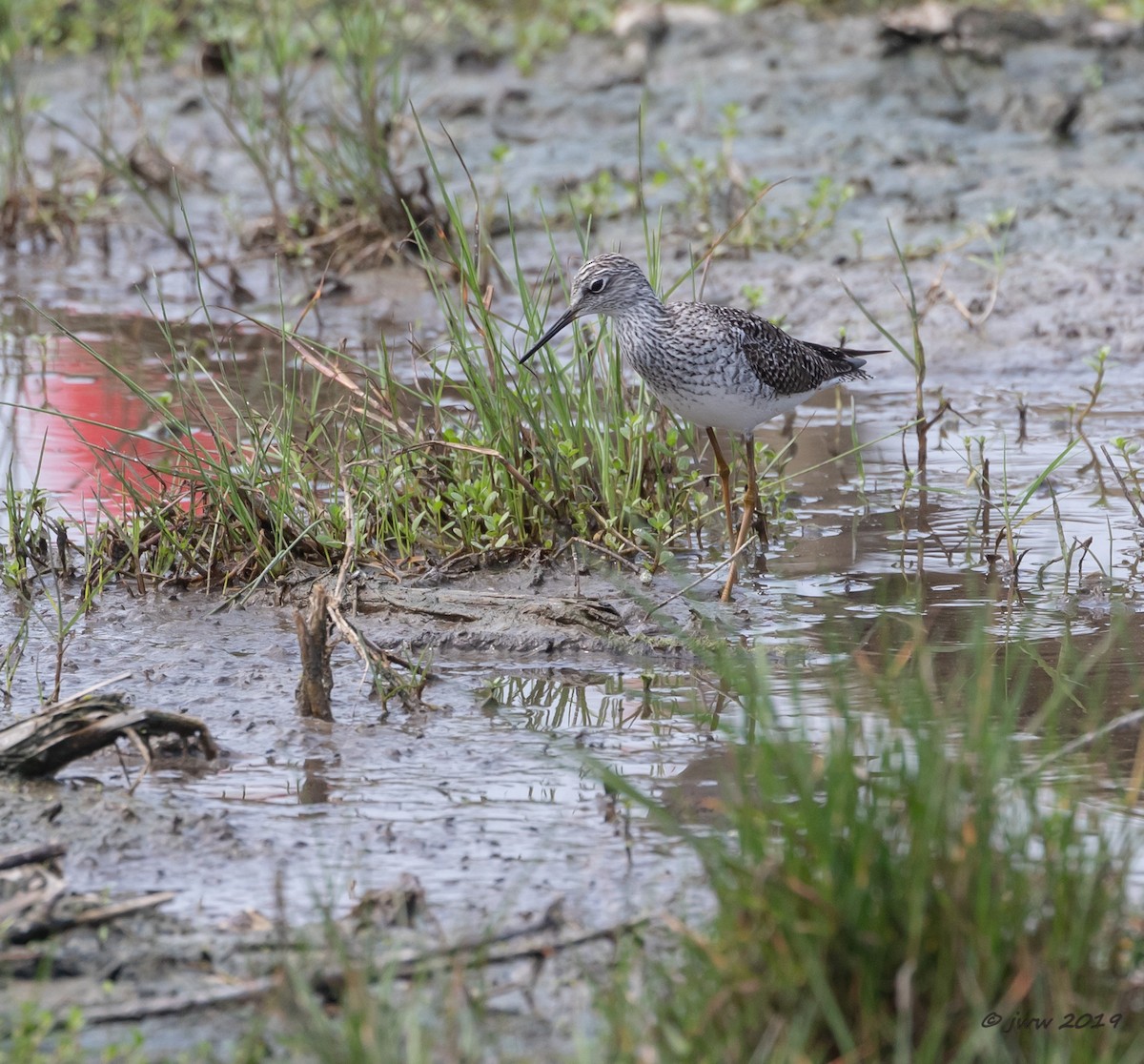 Lesser Yellowlegs - ML150527661