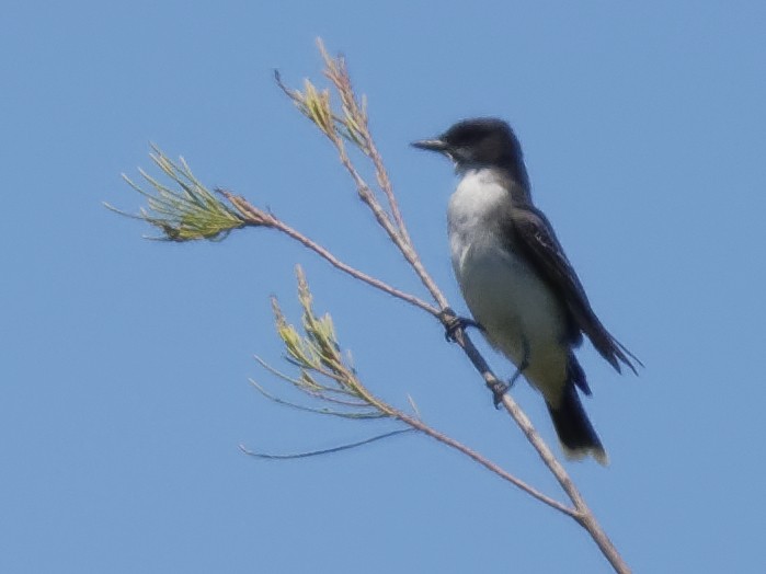 Eastern Kingbird - ML150528621