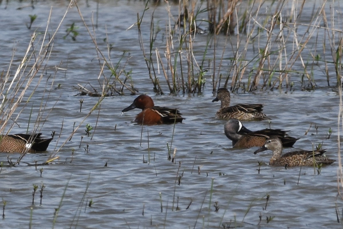 Cinnamon Teal - ML150528631