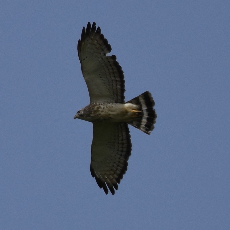 Broad-winged Hawk - ML150528681