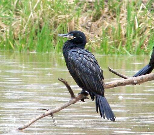 Neotropic Cormorant - Alan Wormington