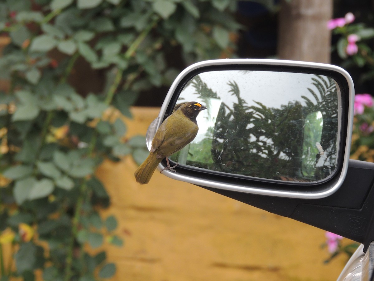 Yellow-faced Grassquit - ML150529071