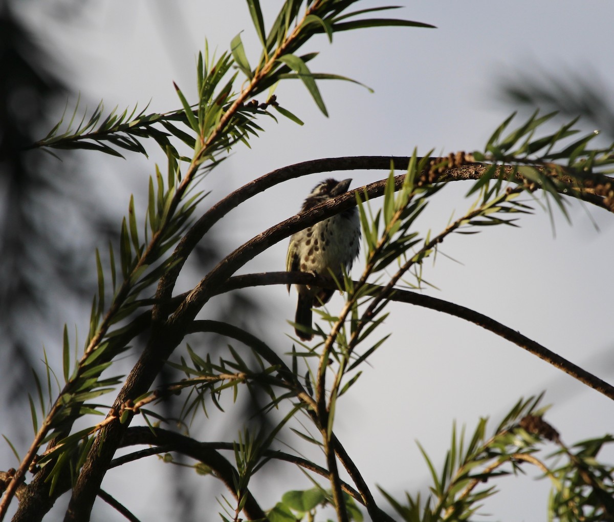 Spot-flanked Barbet - ML150529211