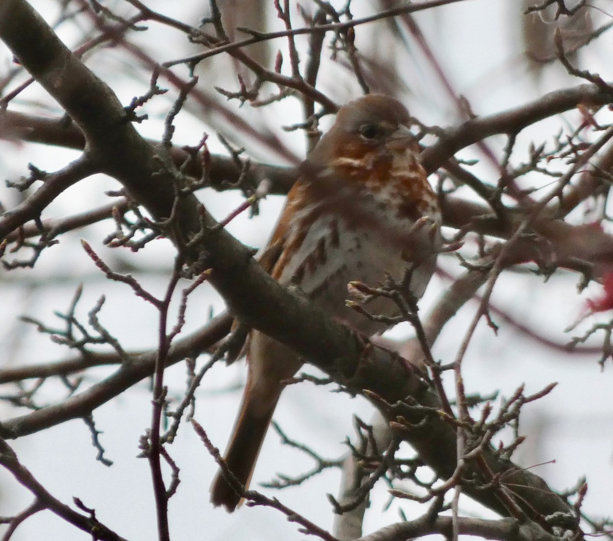 Fox Sparrow (Red) - ML150530681