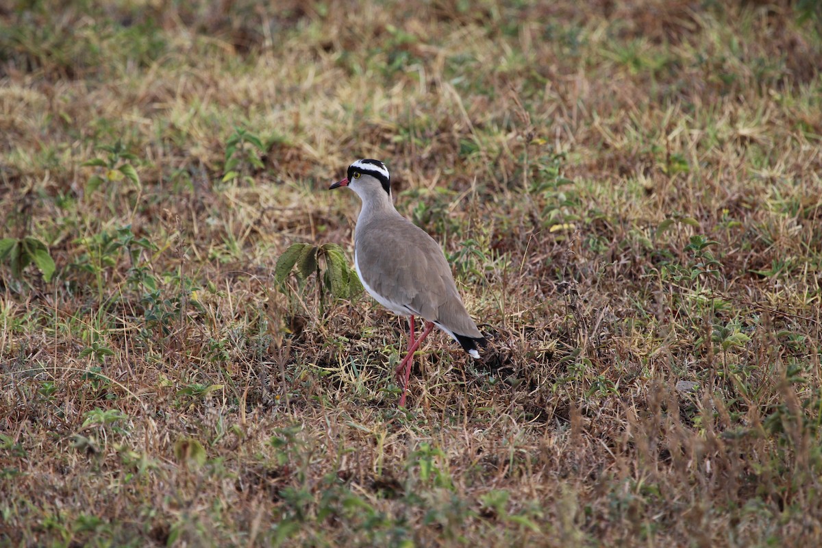 Crowned Lapwing - Sylvie Vanier🦩